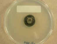 PDAC · 28d · 22C