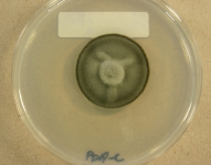 PDAC · 28d · 25C
