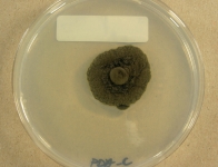 PDAC · 28d · 25C