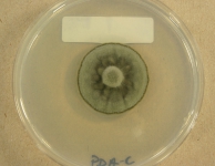PDAC · 28d · 25C