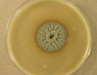 CER · 15d · 22C