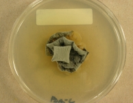 PDAC · 15d · 22C