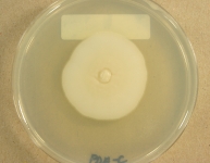 PDAC · 15d · 22C