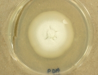 PDA · 14d · 35C