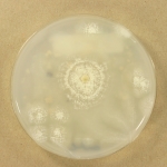 OATC · 42d · 9C