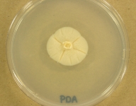 PDA · 21d · 22C