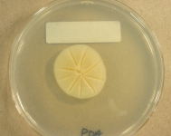 PDA · 23d · 22C