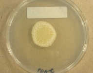 PDAC · 23d · 22C