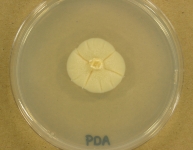 PDa · 21d · 22C