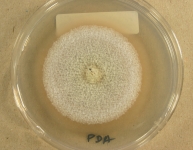 PDA · 14d · 22C