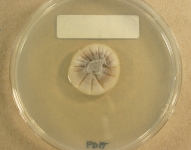 PDA · 21d · 22C