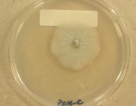 PDAC · 30d · 9C