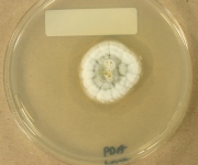 PDA · 14d