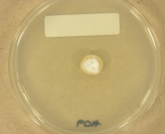 PDA · 14d · 9C