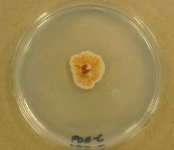 PDAC · 14d · 22C