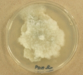 PDAC · 2d · 35C