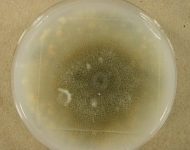 OATC · 43d · 18C