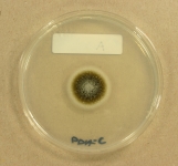 PDAC · 14d · 18C