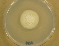 PDA · 21d · 22C