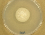 PDA · 21d · 22C