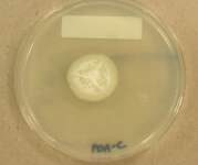 PDAC · 21d · 22C