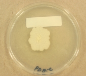 PDAC · 16d · 25C