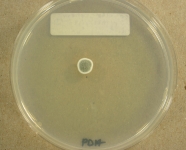 PDA · 28d · 9C