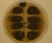 V8-dichloran