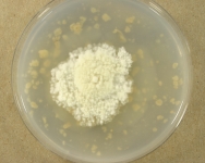 OATC · 42d · 30C