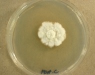 PDAC · 21d · 30C