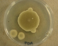 PDA · 14d · 30C