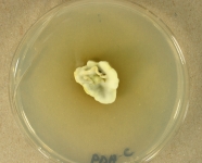 PDAC · 22d · 22C