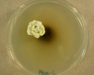 PDAC · 28d · 25C