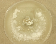 PDAC · 42d · 22C