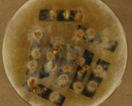 PDA · 11d · 22C