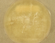 PDAC · 22d · 22C