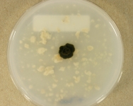 OATC · 28d · 25C