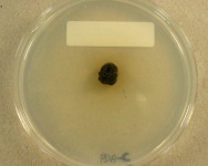 PDAC · 28d · 25C