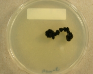 PDAC · 28d · 25C