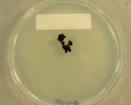 PDAC · 34d · 25C