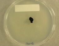 PDAC · 34d · 25C