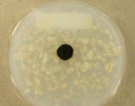OATC · 28d · 25C