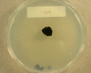 PDAC · 28d · 25C