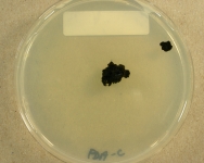 PDAC · 28d · 25C
