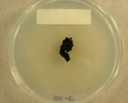 PDAC · 28d · 25C