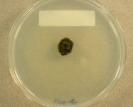 PDAC · 28d · 25C