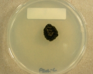 PDAC · 28d · 25C