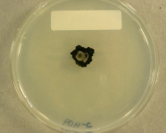 PDAC · 34d · 25C