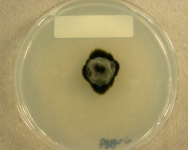 PDAC · 28d · 25C