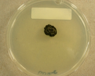 PDAC · 28d · 25C